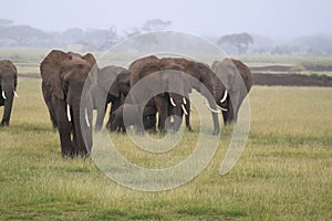 African bush elephants herd walking in the field under the blue sky