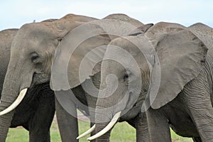 African bush elephants herd walking in the field under the blue sky