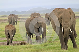 African bush elephants herd walking on the grass field under the blue sky