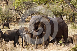 African bush elephants in Kruger National park