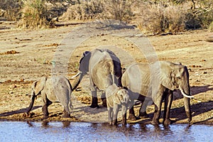 African bush elephants in Kruger National park
