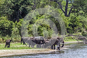 African bush elephants in Kruger National park, South Africa