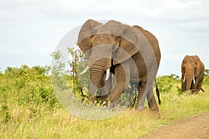 African bush elephants (Loxodonta africana)