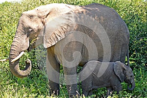 African bush elephants (Loxodonta africana)