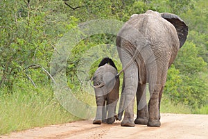 African bush elephants (Loxodonta africana)