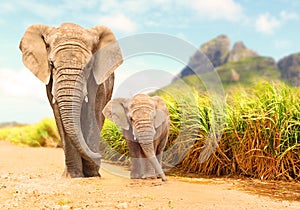African Bush Elephants - Loxodonta africana family.