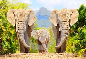 African Bush Elephants - Loxodonta africana family. photo