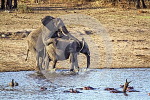 African bush elephants mating in Kruger National park