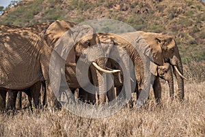 African bush elephants stand in line abreast