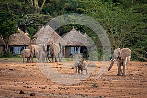 African bush elephants walk past safqri lodge