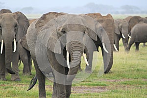 African bush elephants walking with the herd on the grass field