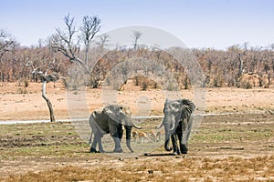 African bush elephants walking, in Kruger Park, South Africa