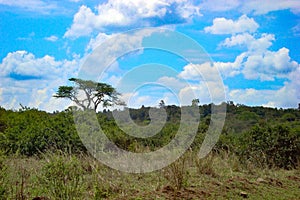 African bush land wilderness sky Kenya photo