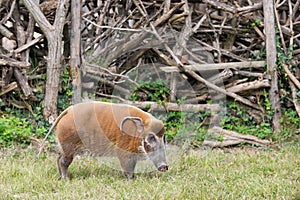 African bush pig eating grass