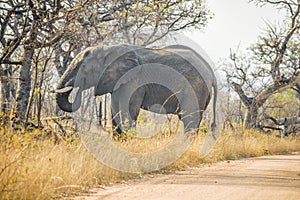 The african bush savanna elefant loxodonta africana grazes in the forest. Kruger national park, South Africa