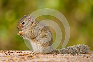 The African bush squirrels are a genus, Paraxerus, squirrels of the subfamily Xerinae. They are only found in Africa. Aberdare