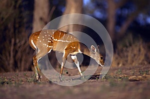 African Bushbuck Antelope