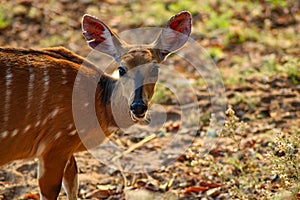 African bushbuck feeding along the luangwa river in zambia