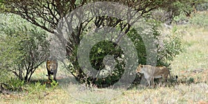 African bushveld with lions, Namibia