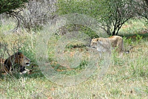 African bushveld with lions, Namibia