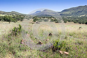 African bushveld with mountain ridge on a hot summer`s day - Hot