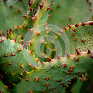 African cactus close-up in square format