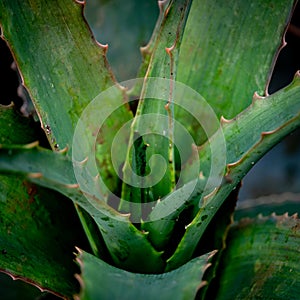 African cactus close-up in square format