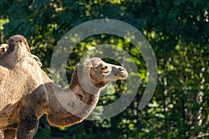 African Camel (Camelus dromedarius