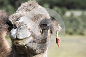 African Camel, dromedary portraint with earring in de desert, sahara of africa(C. dromedarius). also called the Arabian camel