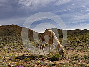 An African camel grazes on a guestfarm in South Africa