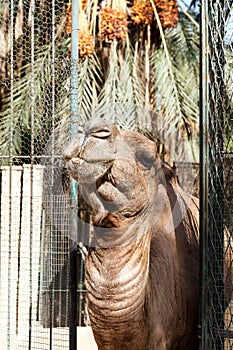 African camel head in the zoo