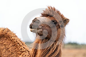 African camel is an ungulate within genus Camelus