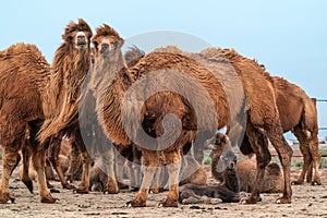 African camel is an ungulate within genus Camelus photo