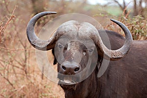 African cape buffalo