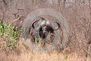 African cape buffalo