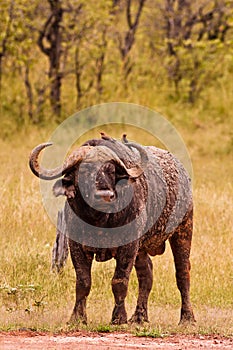 African Cape Buffalo