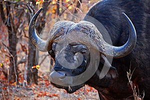 African or Cape Buffalo photo