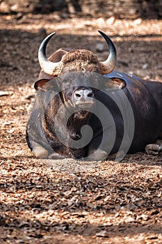 African or Cape buffalo, Bison Bison bison in Trivandrum, Thiruvananthapuram Zoo Kerala India