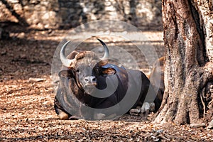 African or Cape buffalo, Bison Bison bison in Trivandrum, Thiruvananthapuram Zoo Kerala India