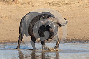 African or Cape Buffalo bull, Kruger Park