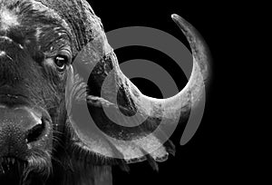 African Cape Buffalo