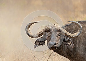 African Cape Buffalo Closeup With Copy Space