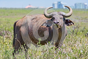 African (Cape) Buffalo in Nairobi National Park