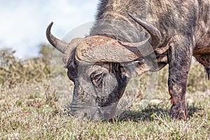 African or Cape Buffalo Portrait