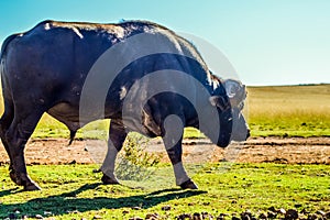 African cape buffalo portrait in a game reserve in Johannesburg South Africa