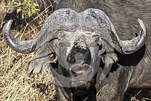 African or Cape Buffalo, up close, face