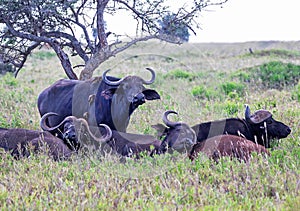 African or cape buffals are on a open grass plain. Africa`s big 5 five animals. Red-billed oxpeckers are on the buffalo Kenya,A