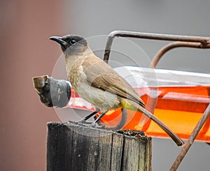 African cape bulbul or Pycnonotus capensis feeding on a bird feeder in a house in South Africa