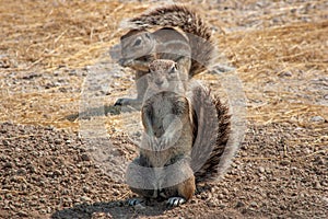 African Cape ground squirrel, Xerus inauris, in Etosha National Park, Namibia
