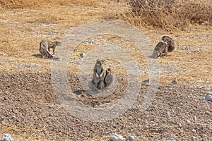 African Cape ground squirrel, Xerus inauris, in Etosha National Park, Namibia